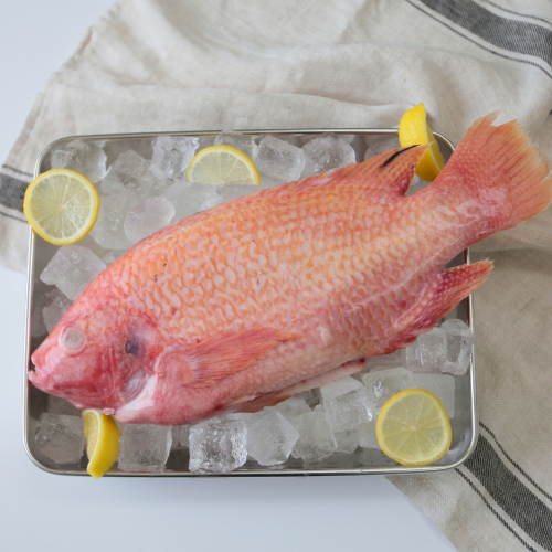 SE05. 레드텔 1pack